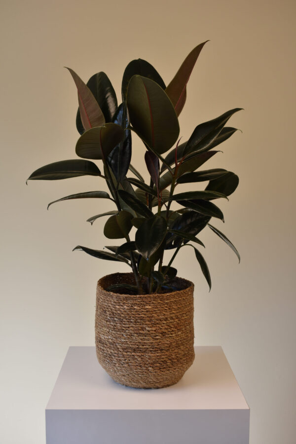 Rubber Fig Plant