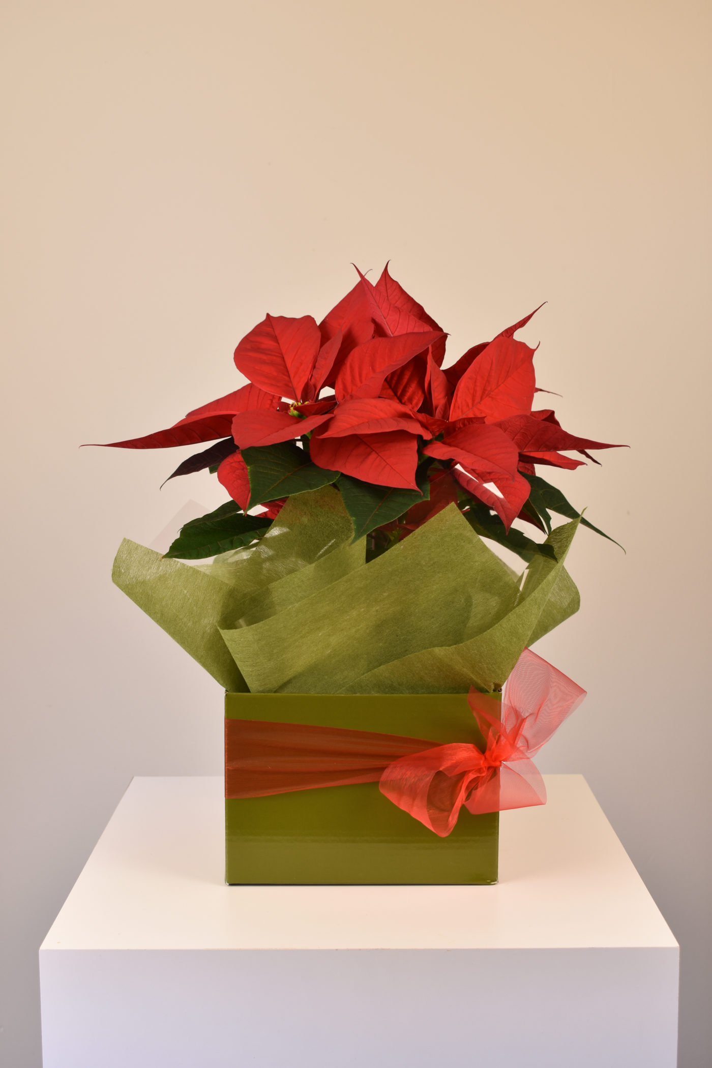 Poinsettia in box Flower Scentsation