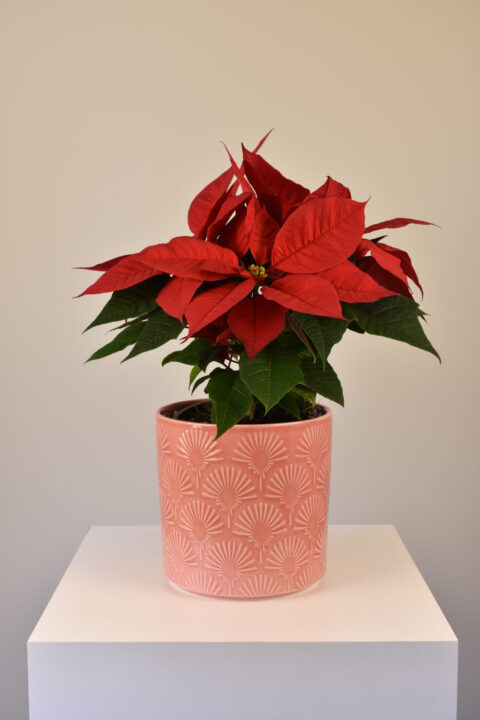 Poinsettia in a Pot