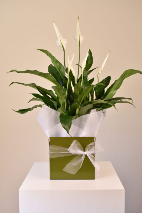 Samira Flowers in a Vase