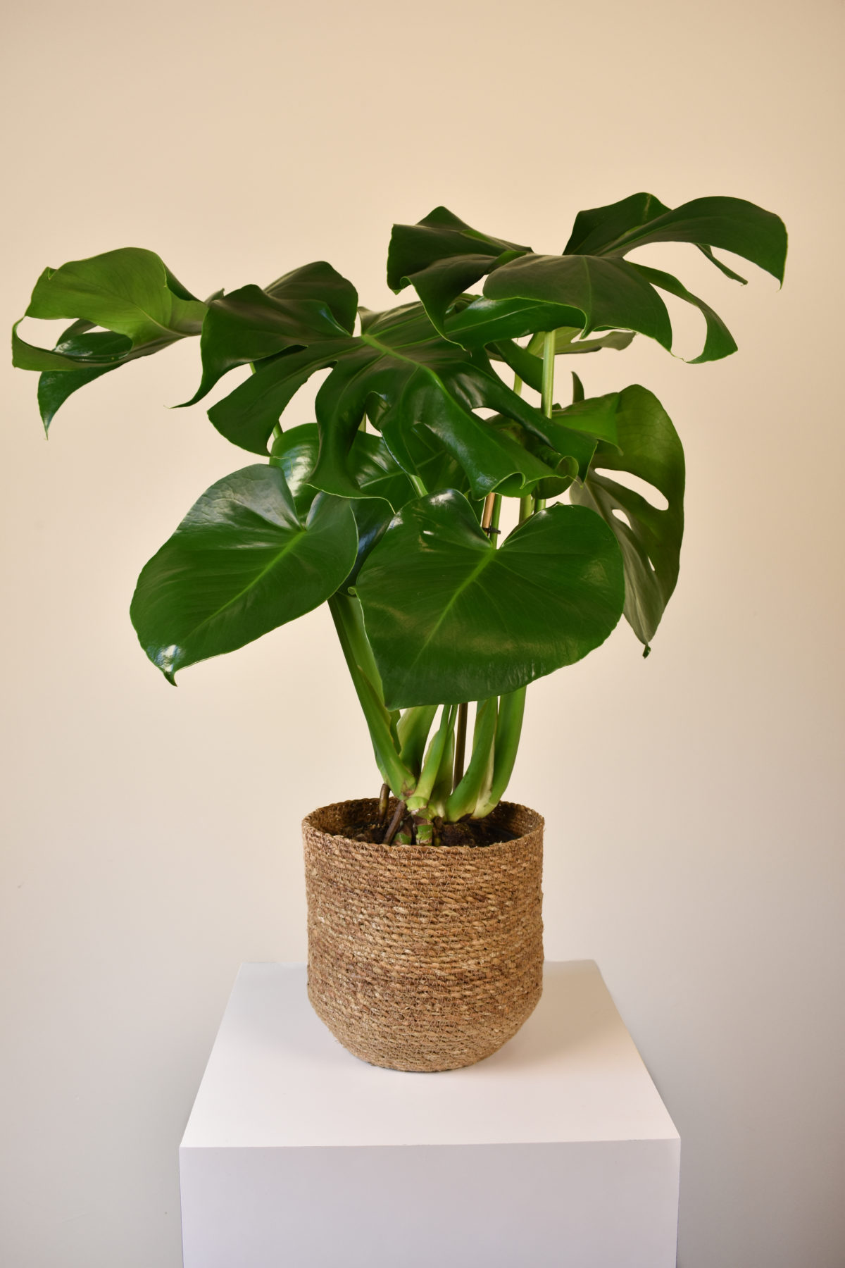 Panna Plant Online | Monstera Plant in Basket | Monstera Plant Online ...