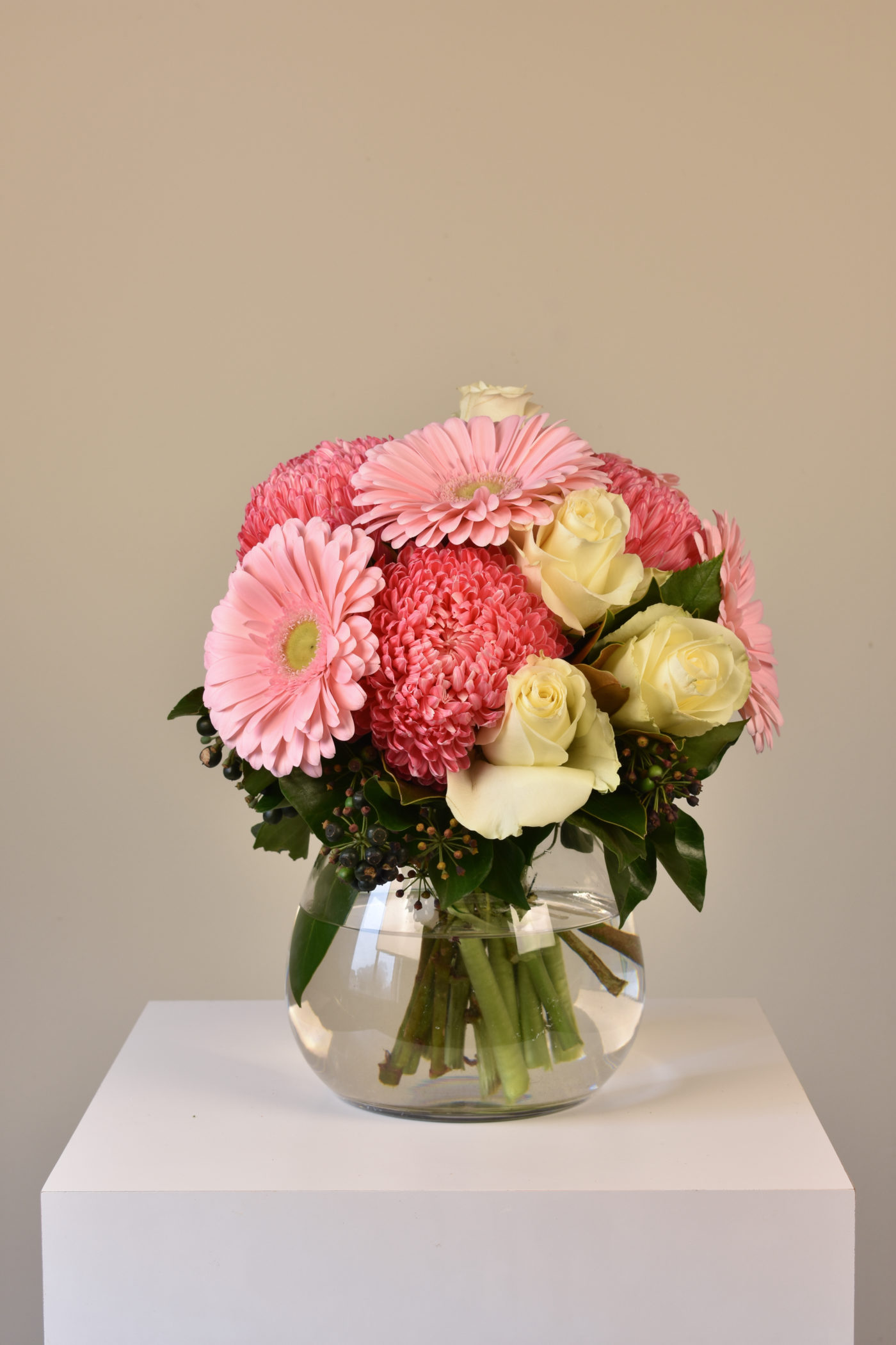Verlee flowers gerbera plant online buy flowers seasonal australia