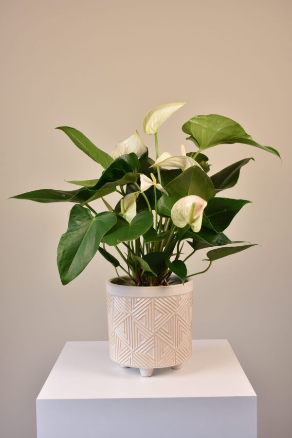 Anthurium in Pot