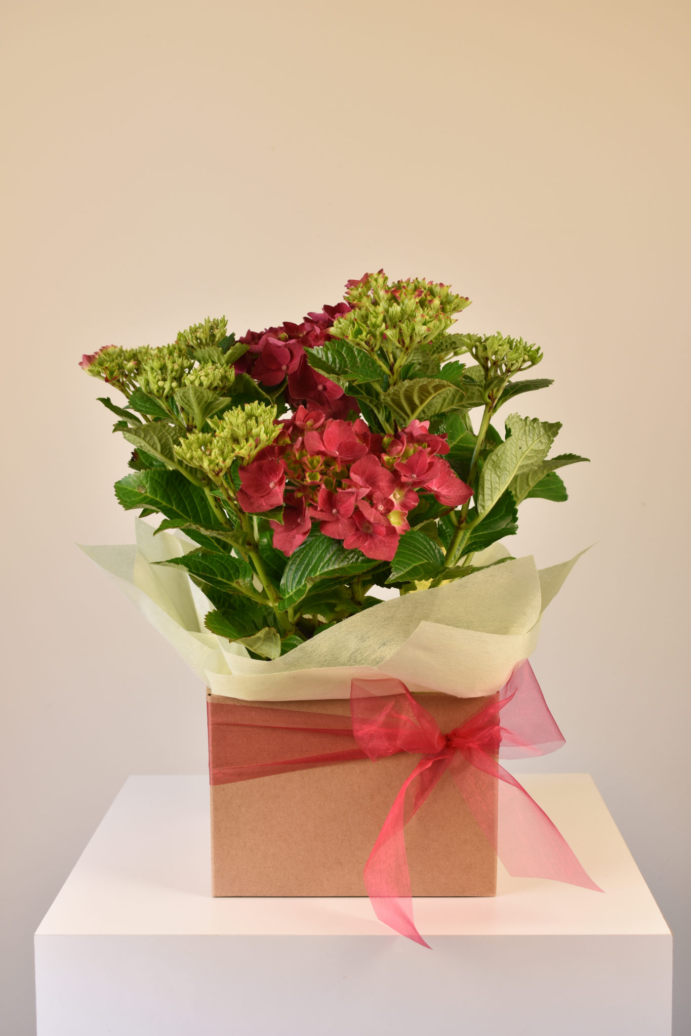 Penny Flowers Flowers & Gifts Flower Scentsation's Bouquets